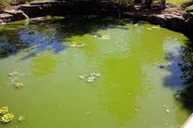 planktonic algae