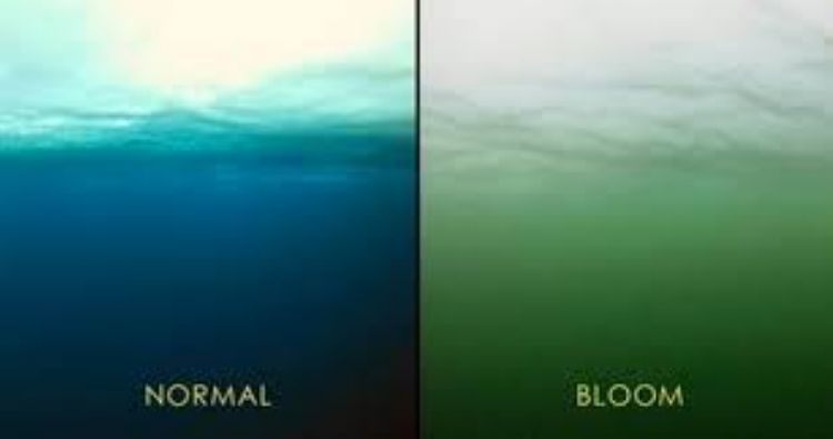 before and after algae
