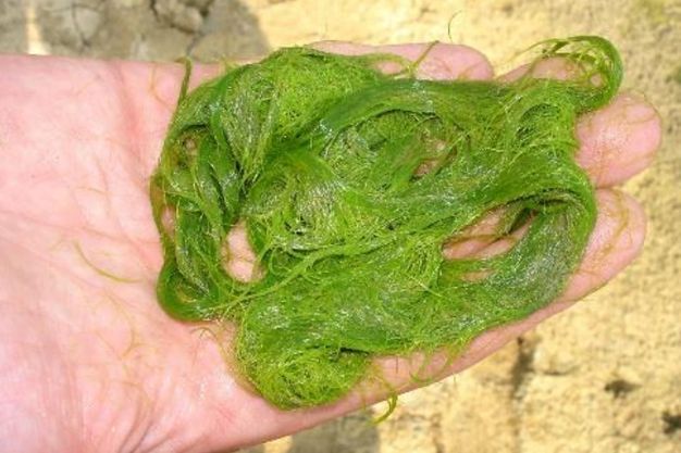 Spirogyra