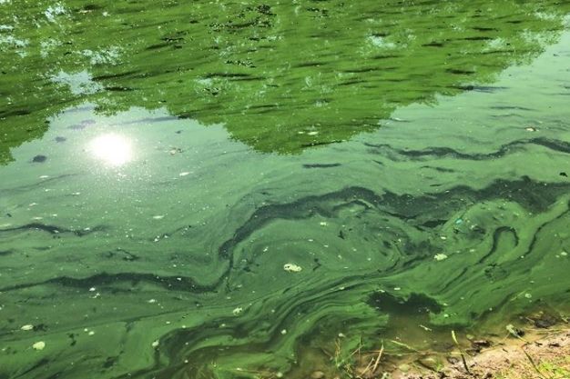 Microcystis