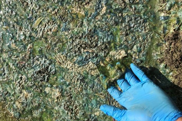Blue Green Algae