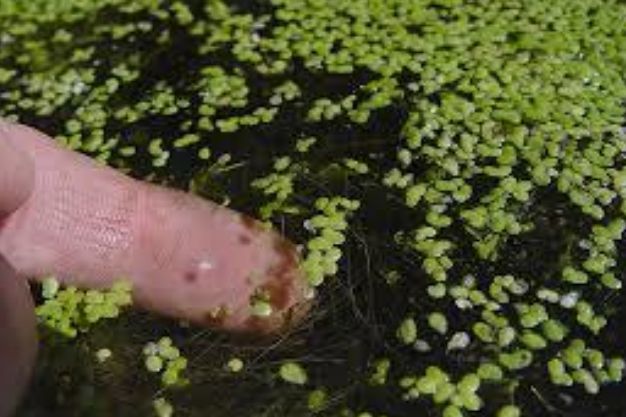 Common Duckweed (Lemina minor) Native