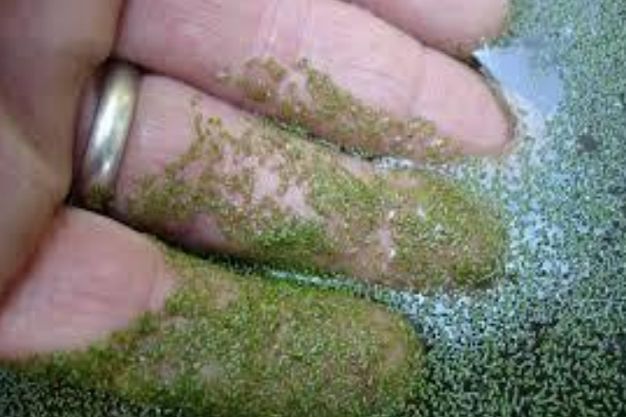 Watermeal (Wolffia ssp.) Native