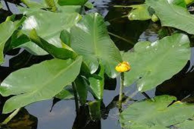 Yellow Water Lily (Nuphar lutea) Native