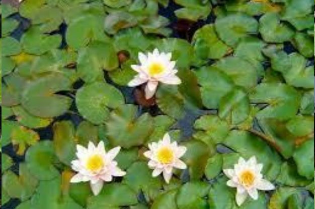 American White Water Lily (Nymphaea odorata) Native