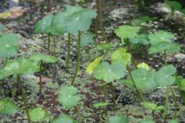 Water Pennywort (Hydrocotyle umbellata) Native