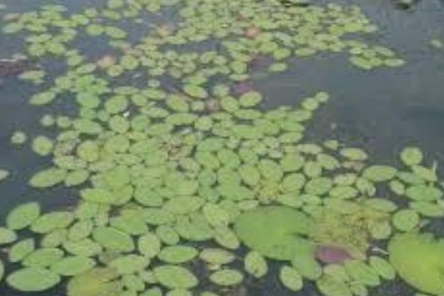 Watershield (Brasenia schreberi) Native