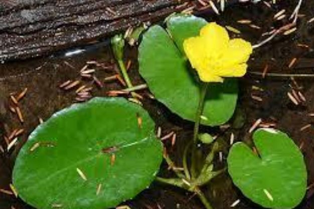 Floating Heart (Nymphoides ssp) Invasive