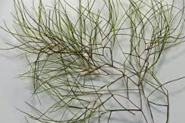 Sago Pondweed (Stuckenia pectinata) Native