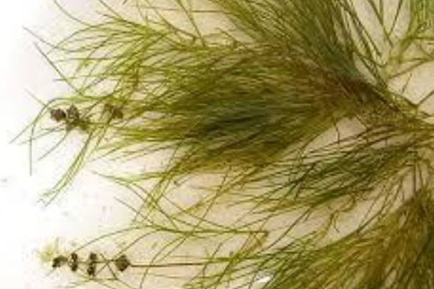 Sago Pondweed (Stuckenia pectinata) Native