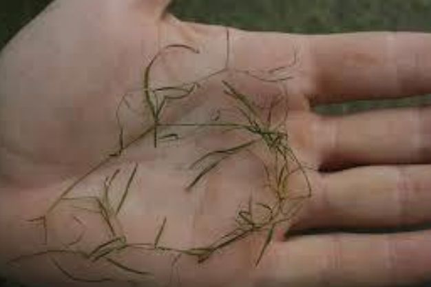 Small Pondweed (Potamogeton pusillus) Naitve