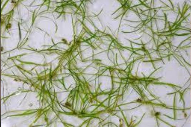 Small Pondweed (Potamogeton pusillus) Naitve