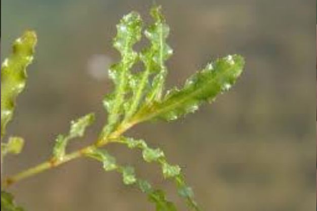 Curl Leaf Pondweed (Potamogeton crispus) Non-Native