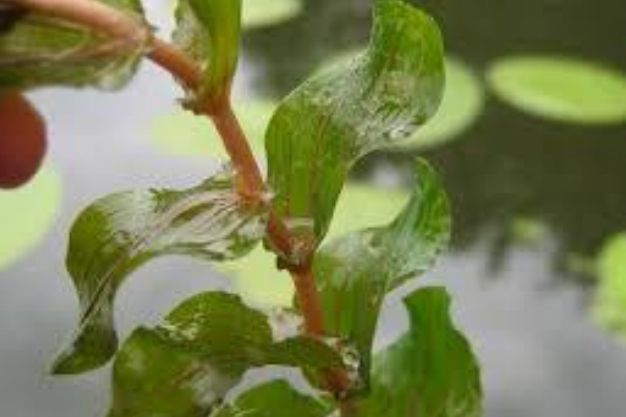 Clasping Leaf Pondweed (Potamogeton Richardsonii) Native