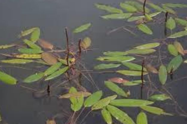 American Pondweed (Potamogeton americanus) Native