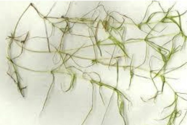 Horned Pondweed (Zannechellia palustris) Native