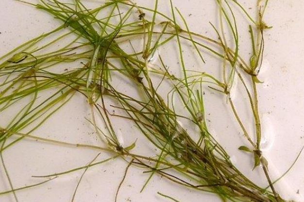 Horned Pondweed (Zannechellia palustris) Native