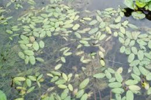 Variable Leaf Pondweed (Potamogeton gramenius) Native