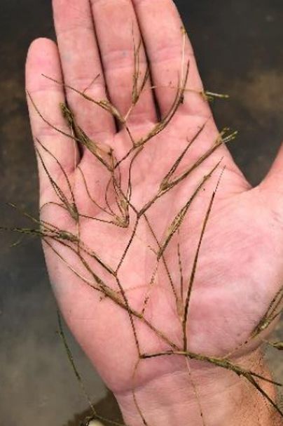 Widgeon Grass ( Ruppia maritima) Native