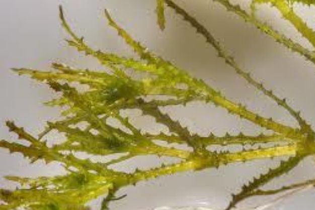 Waterstargrass (Heteranthera dubia) Native