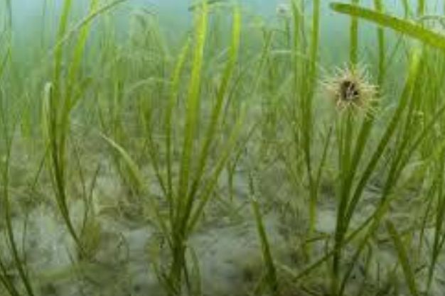 Eelgrass (Vallisneria americana) Native