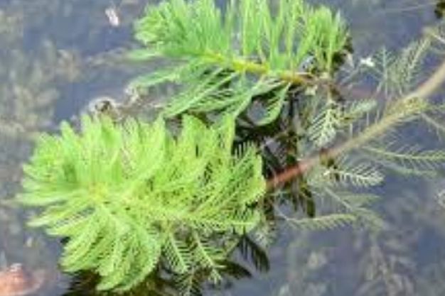 Parrot Feather ( Myriophyllum brasiliense) Invasive