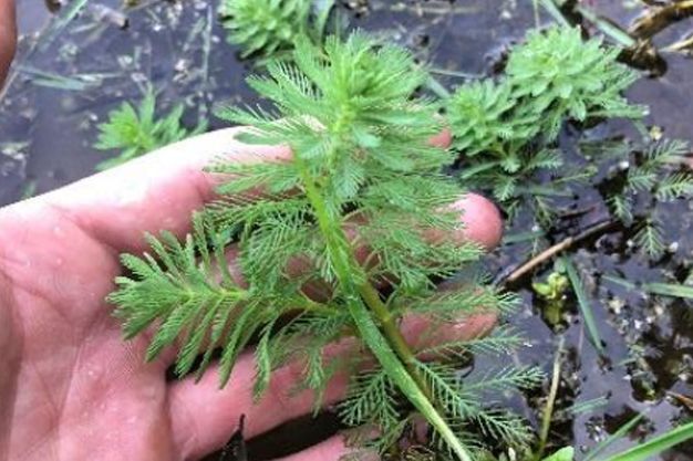 Parrot Feather ( Myriophyllum brasiliense) Invasive