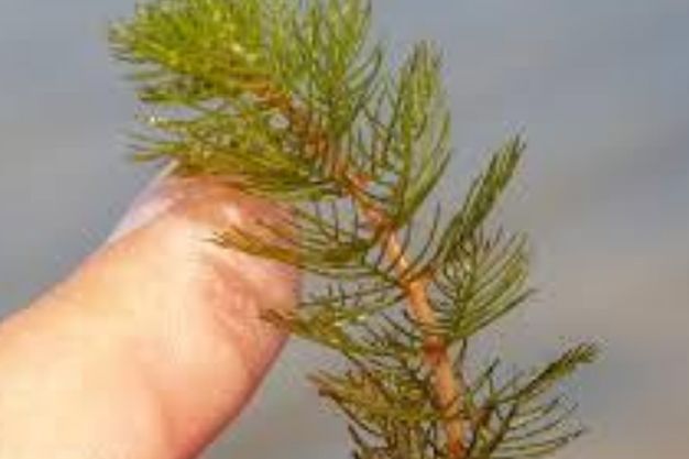 Eurasian Watermilfoil (Myriophyllum spicatum) Invasive