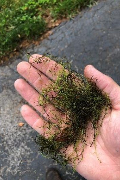 Bladderwort (Utricularia inflata) Native