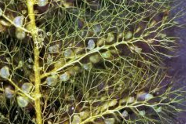 Bladderwort (Utricularia inflata) Native
