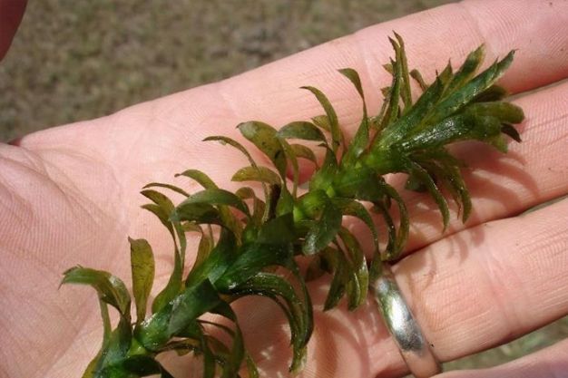 American Elodea (Elodea canadensis) Native