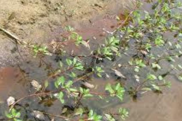 Creeping Water Primrose (Ludwigia peploides glabrescens) Native