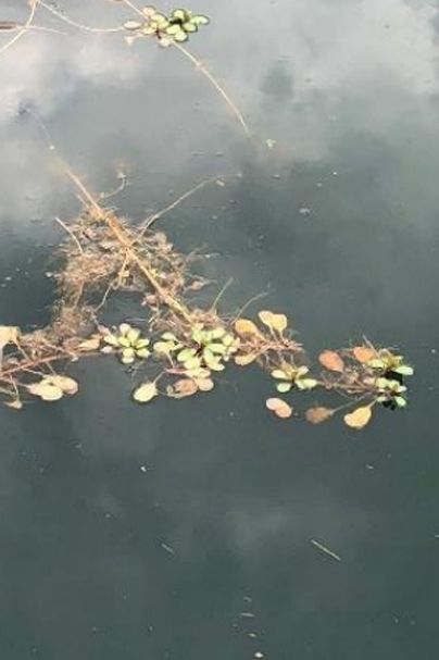Creeping Water Primrose (Ludwigia peploides glabrescens) Native