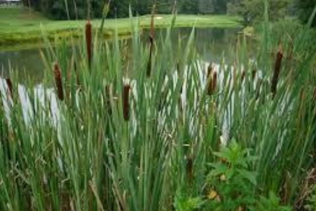 Cattail (Typha ssp) Native and Nonnative Species