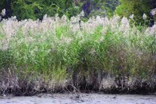 Common Reed (Phragmites australis) Invasive