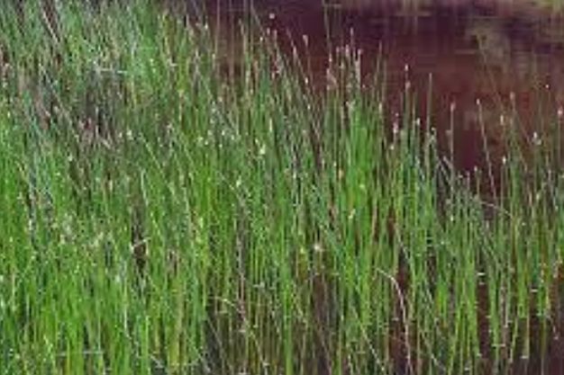 Spikerush (Eleocharis ssp) Native