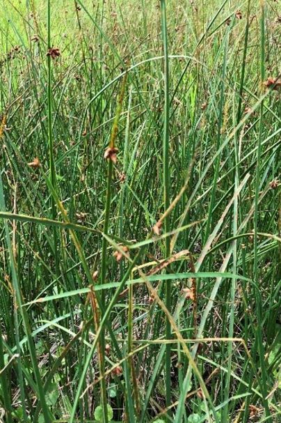 Bullrush (Scirpus ssp) Native
