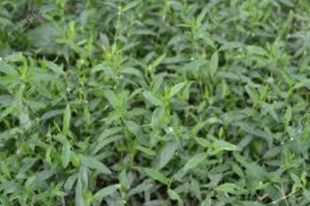 Smartweed (Polygonum ssp) Native