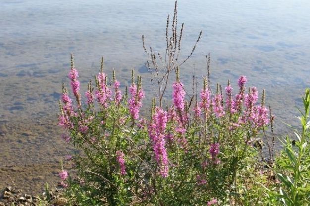 Purple Loosestrife (Lythrum salicaria) Invasive