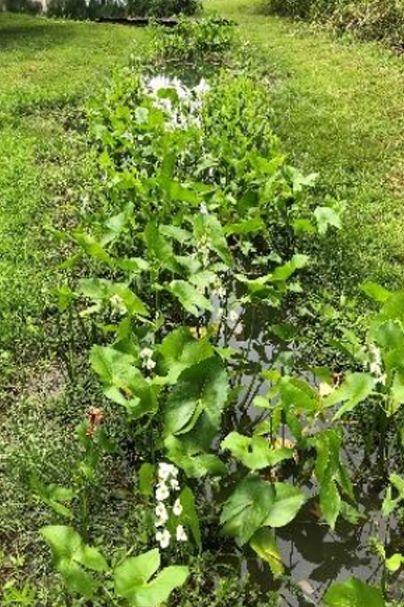 Arrowhead (Sagittaria latifoilia) Native