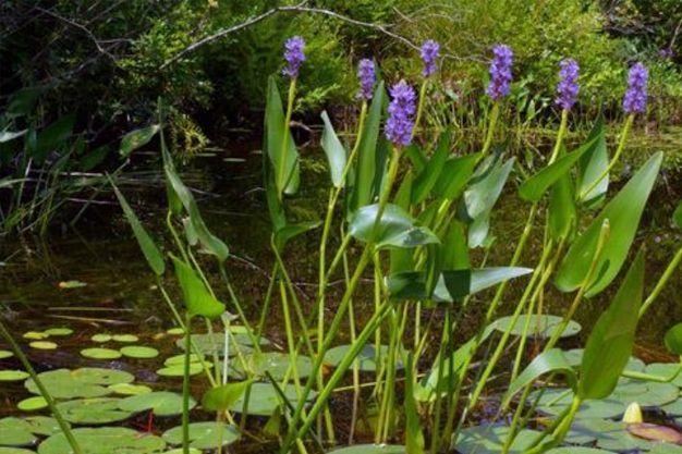 Pickerelweed (Pontederia cordata) Native