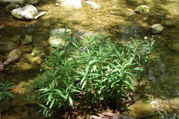 American Water Willow (Dianthera Americana) Native