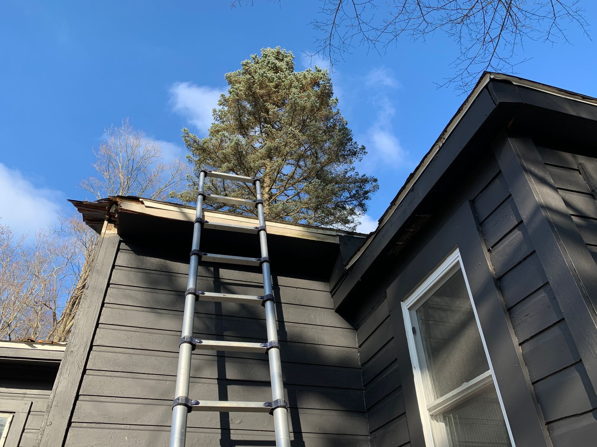 Ladder leaning on a dark house roof beside a tree against a blue sky