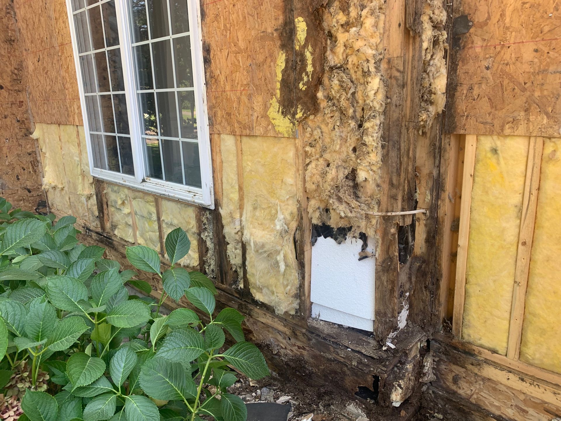 Damaged exterior wall with exposed wood, window, and green plants in front