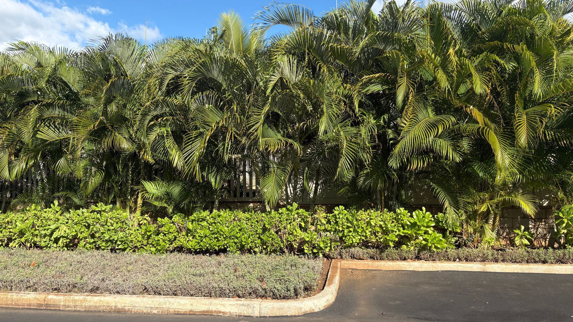 Palm trees and shrubs line a driveway, under a blue sky.