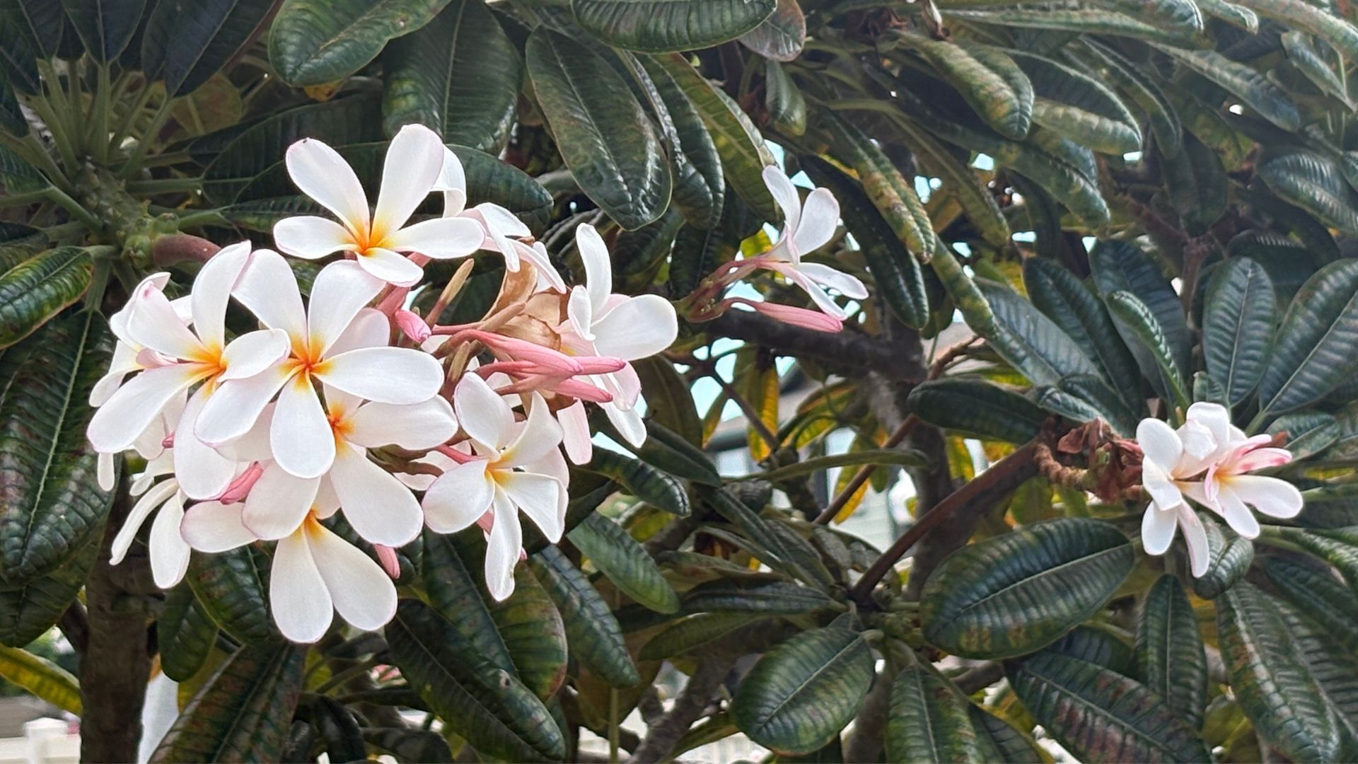 White and yellow plumeria flowers bloom on a tree, surrounded by dark green leaves. 