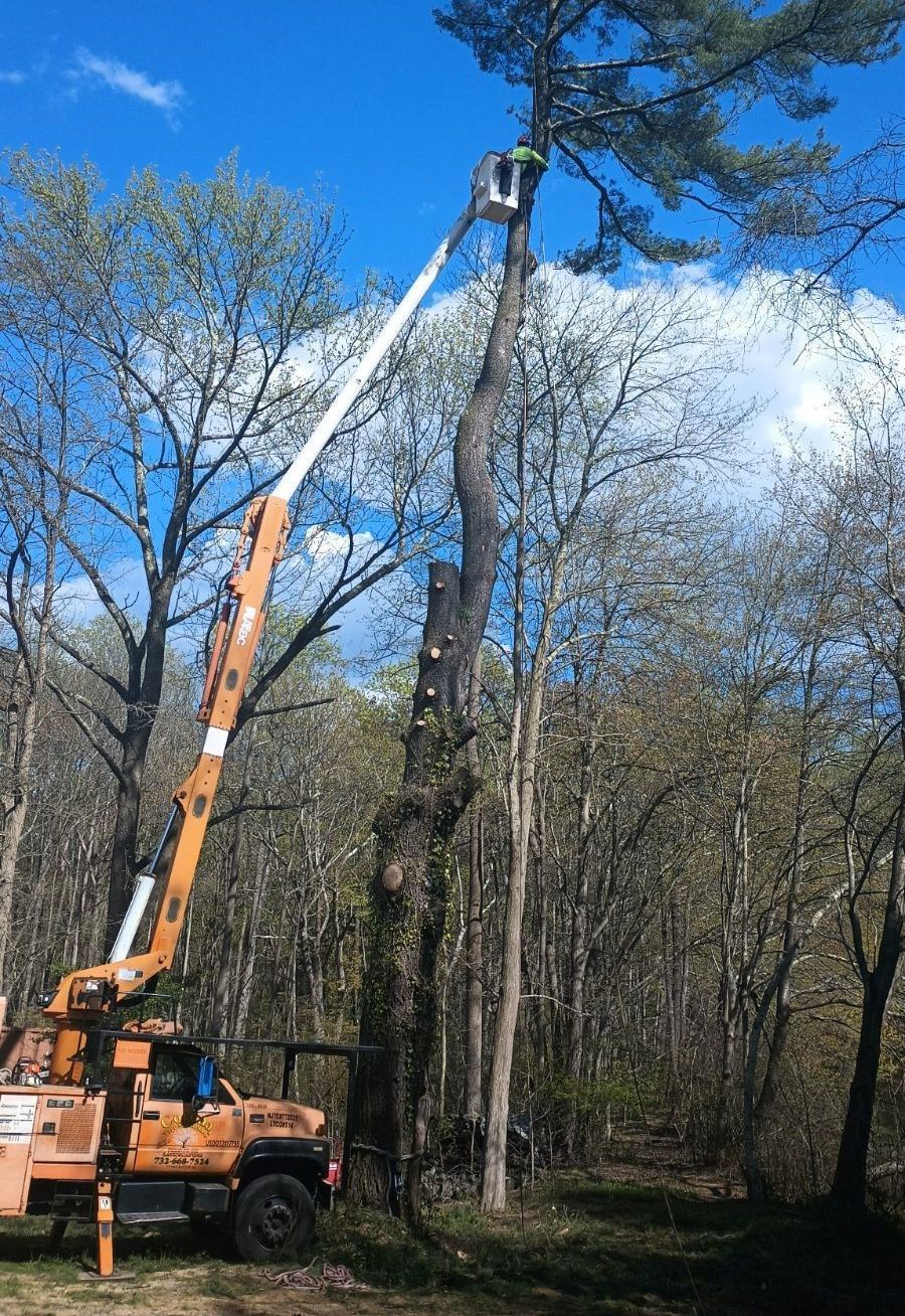 A man is cutting a tree with a crane in the woods.