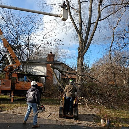 A man is standing next to a tree being cut down by a crane.