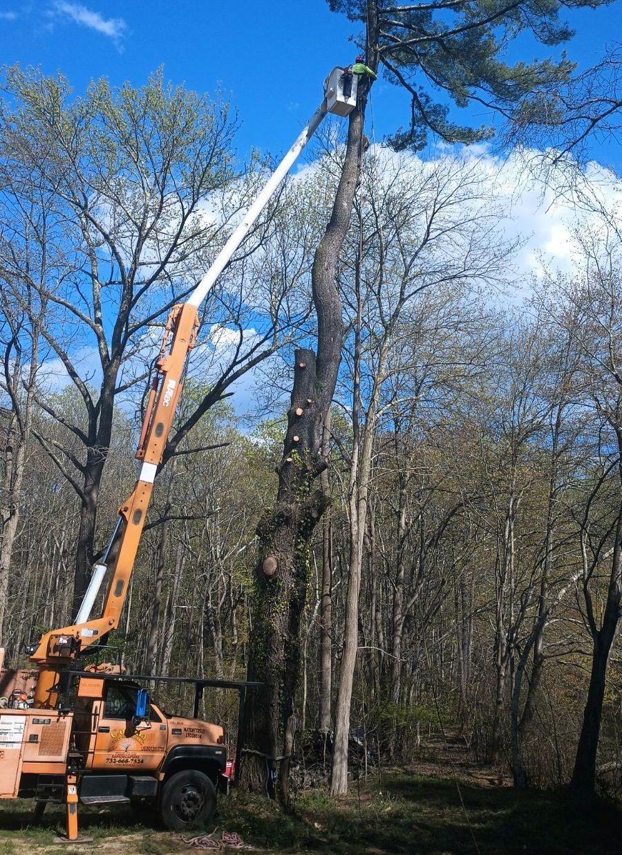 A man is cutting a tree with a crane in the woods.