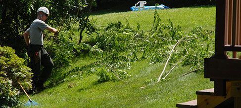 tree-cutting